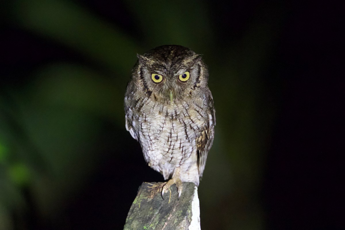 Tropical Screech-Owl - Cory Gregory