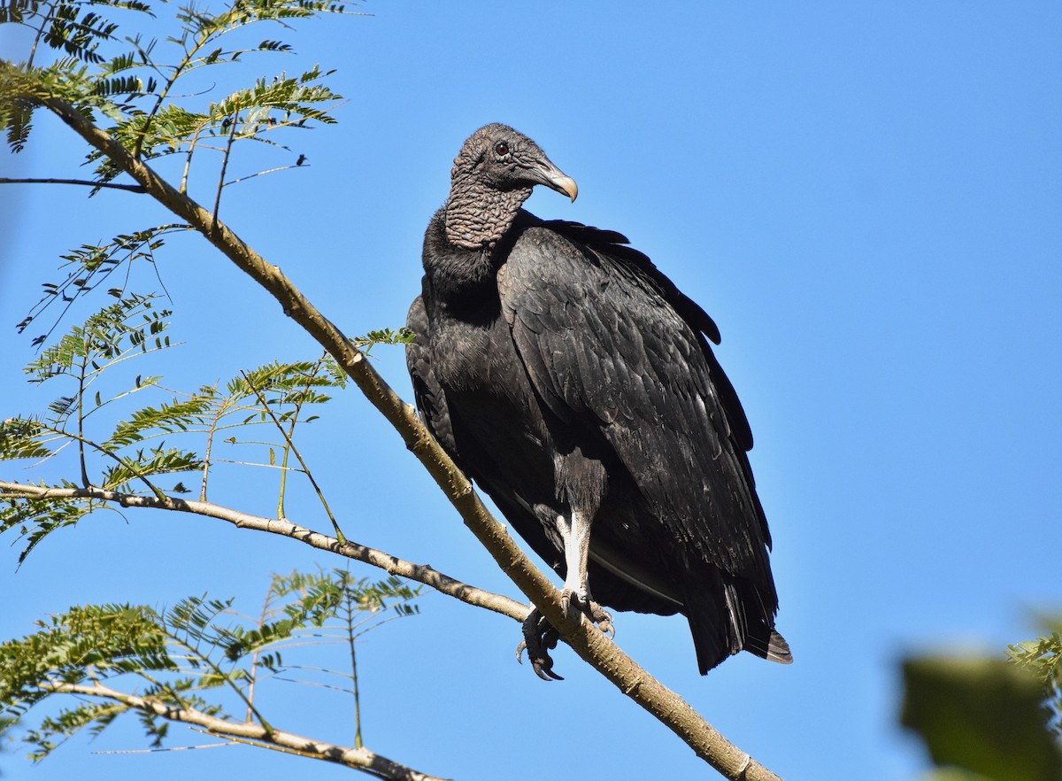 Black Vulture - Roger Beardmore
