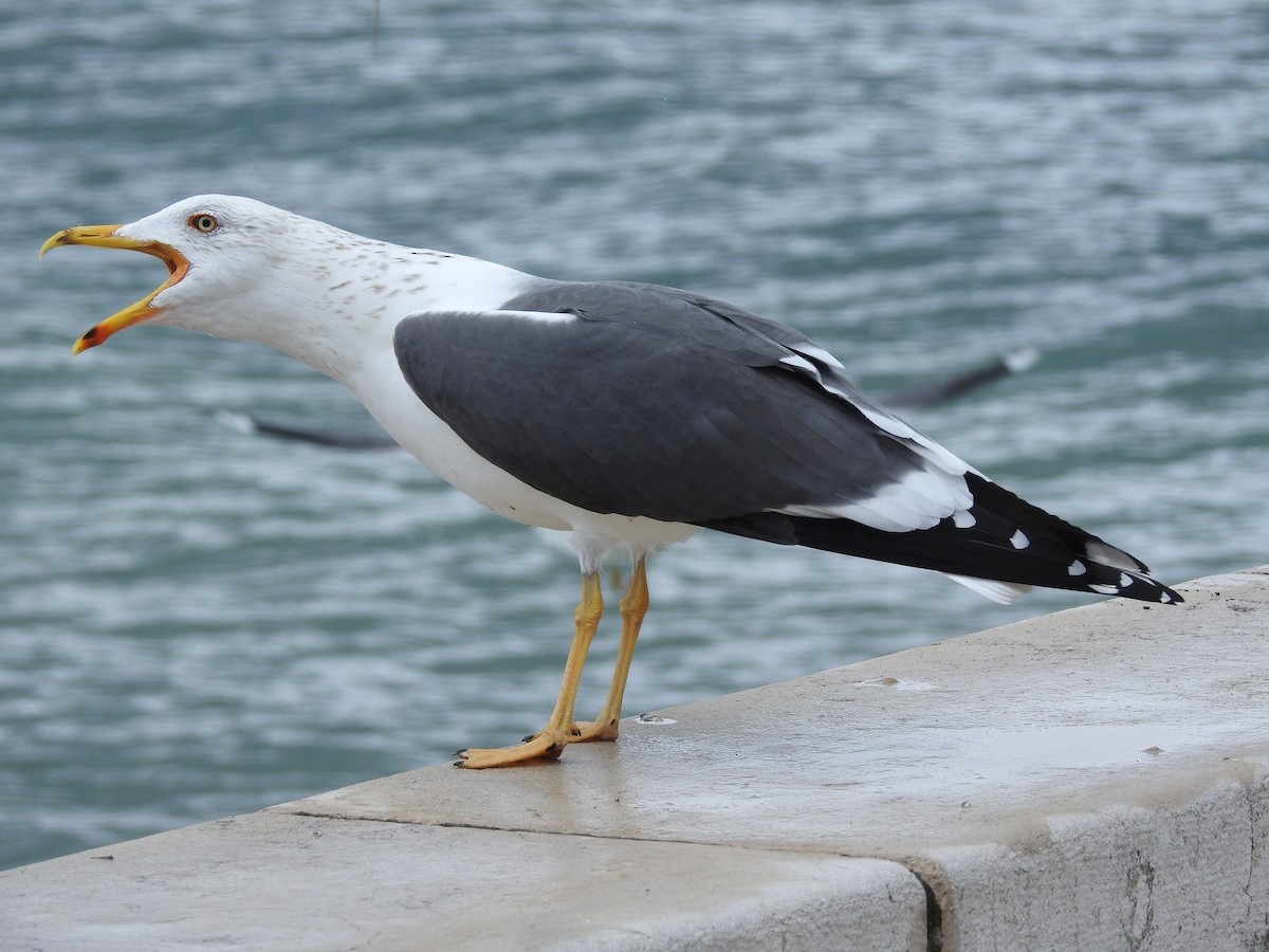 Lesser Black-backed Gull - Teresa Cohen