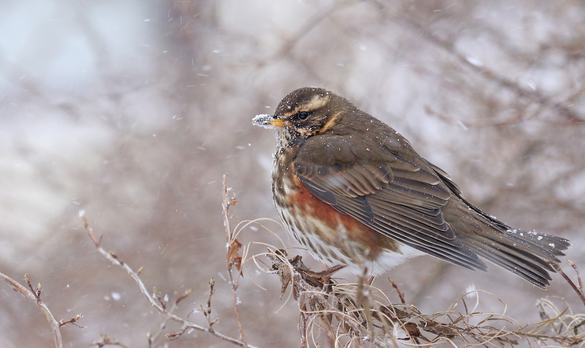 Redwing (Icelandic) - ML85542241