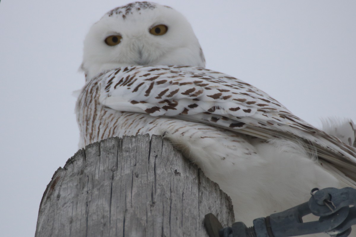 Snowy Owl - ML85542831