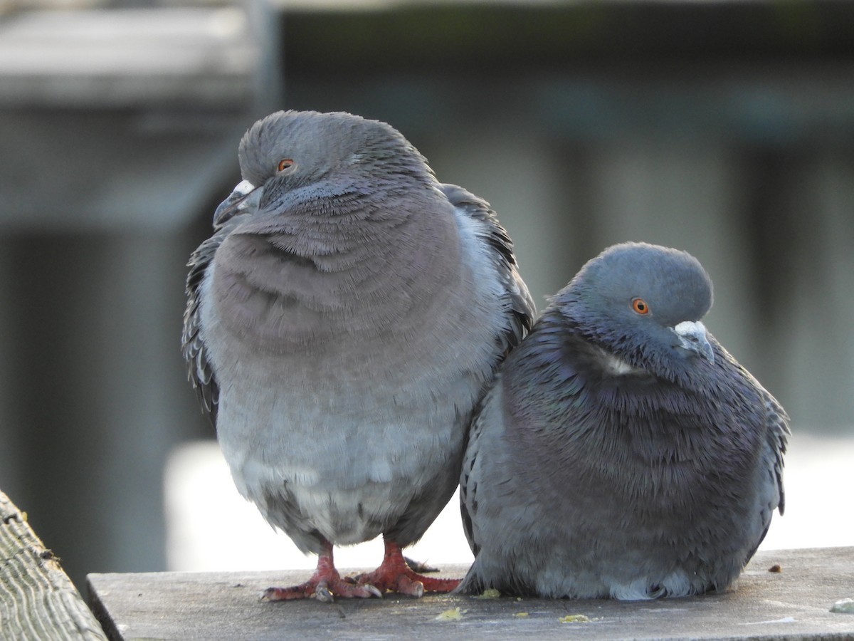 Rock Pigeon (Feral Pigeon) - ML85542881