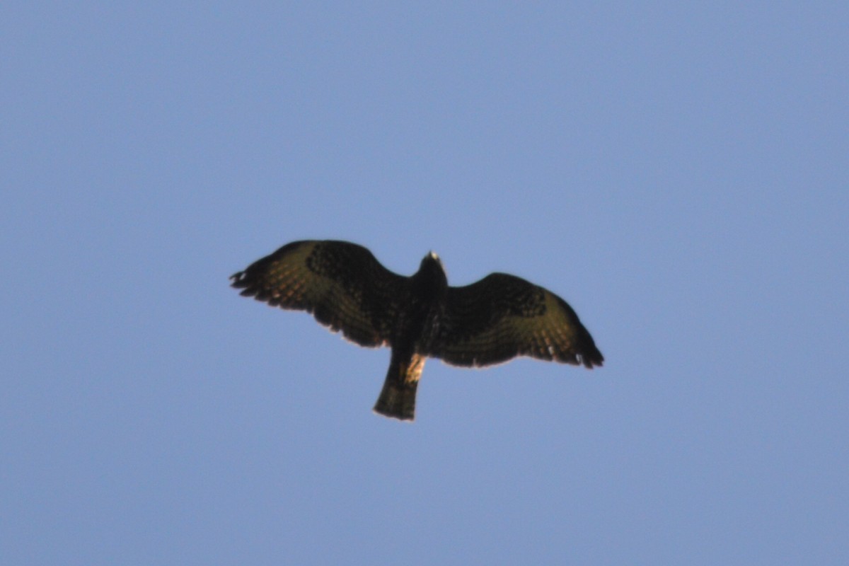 Zone-tailed Hawk - ML85543961