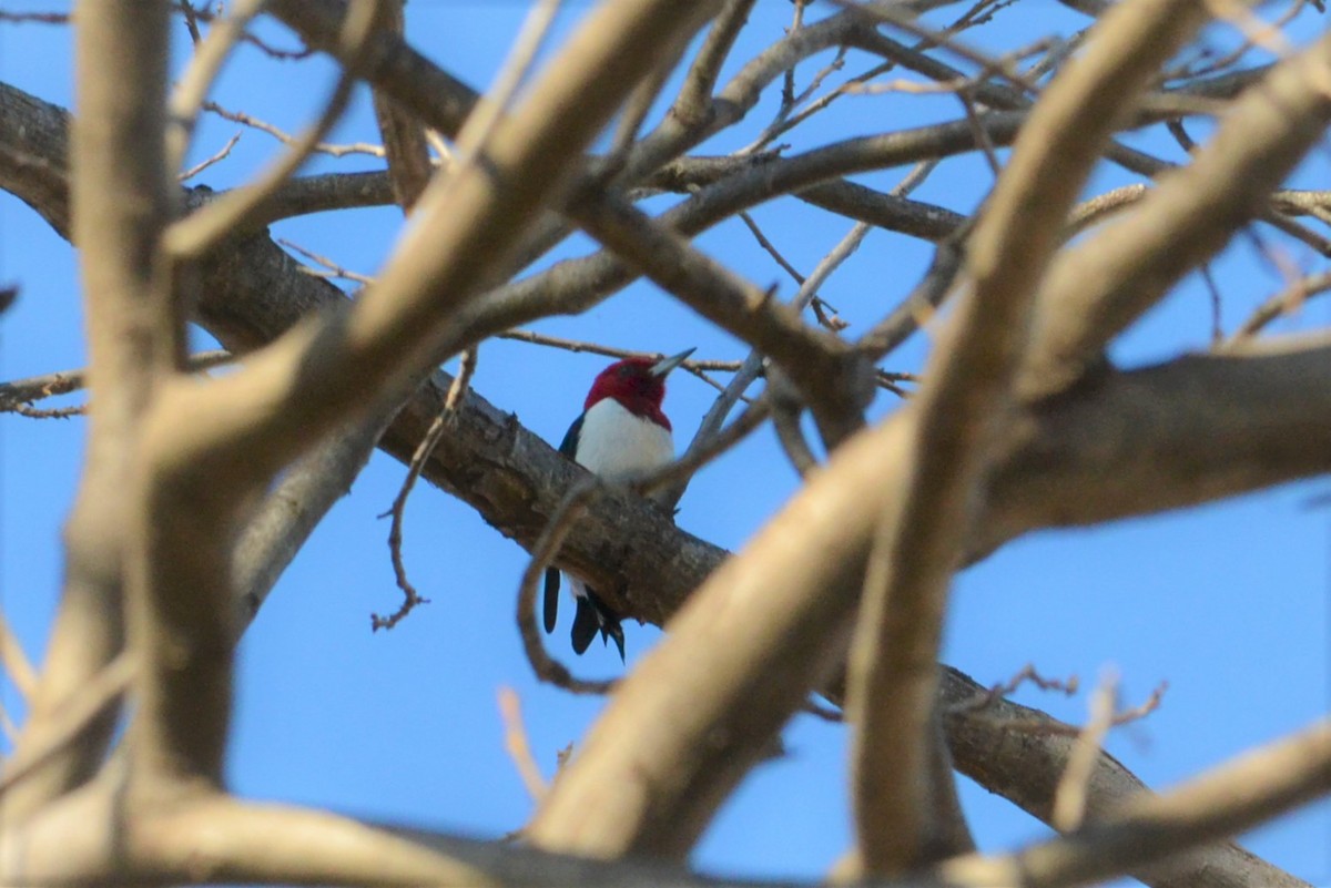Red-headed Woodpecker - michelle dubar