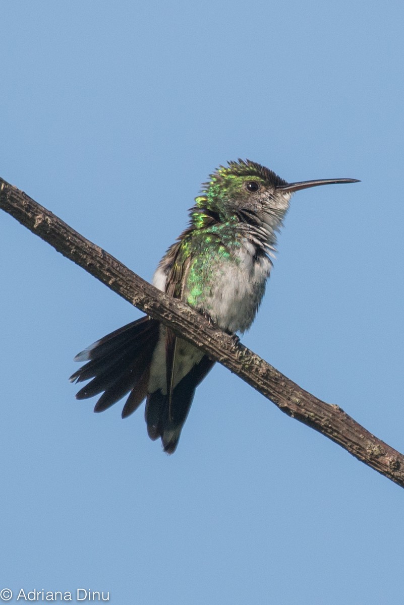kolibřík safírovohrdlý - ML85545051