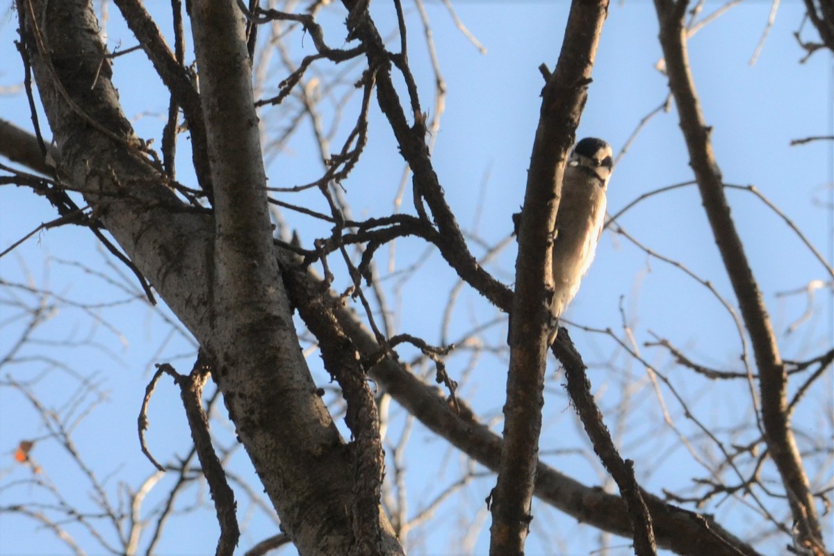 Downy Woodpecker - michelle dubar