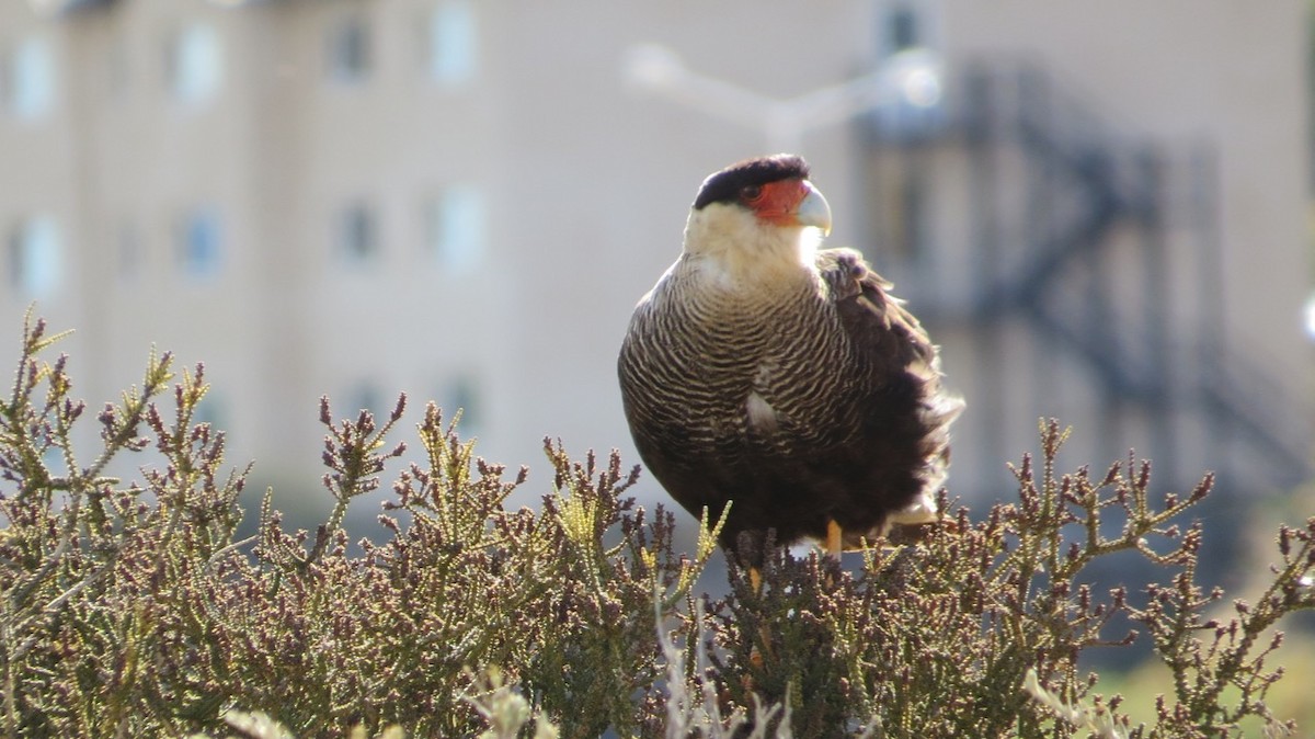 Crested Caracara (Southern) - ML85548081