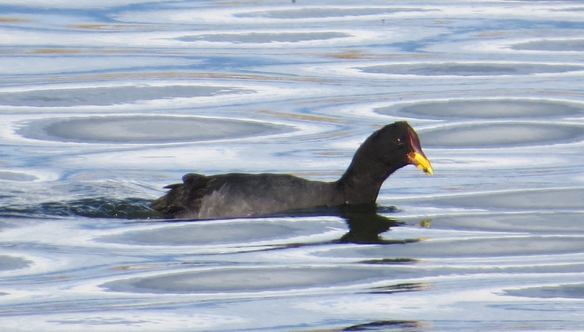 Red-fronted Coot - Peter Gagarin