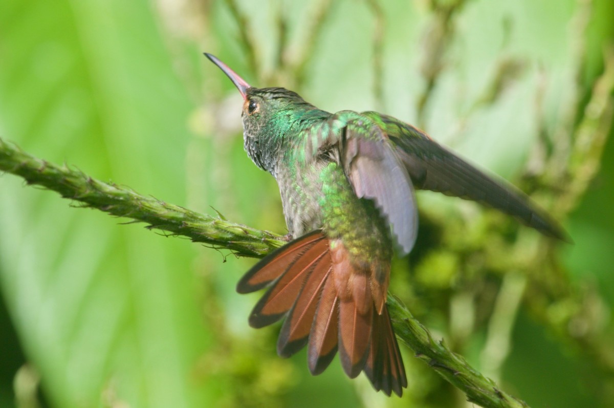 Rufous-tailed Hummingbird - ML85552151