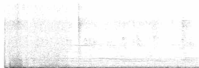 Western Cattle Egret - ML85552201