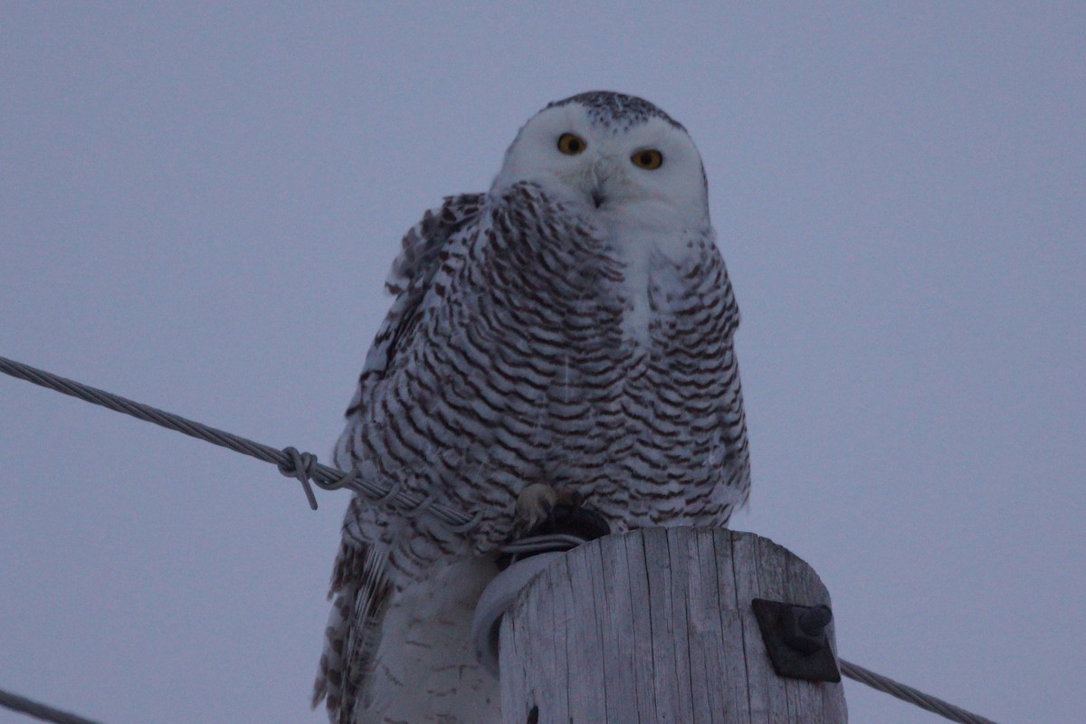 Snowy Owl - ML85557441