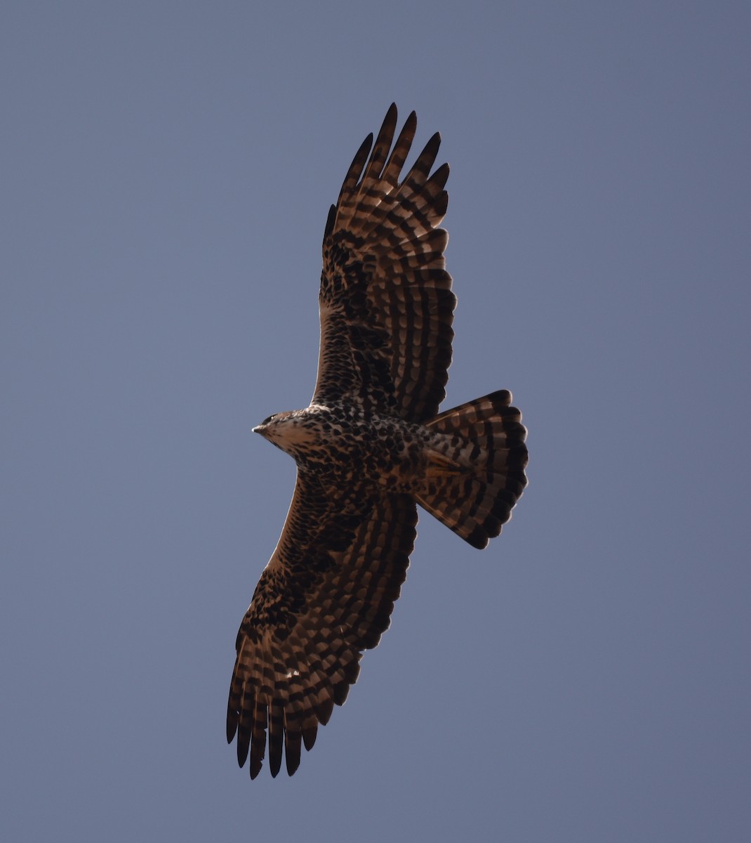 Ayres's Hawk-Eagle - Clive Harris