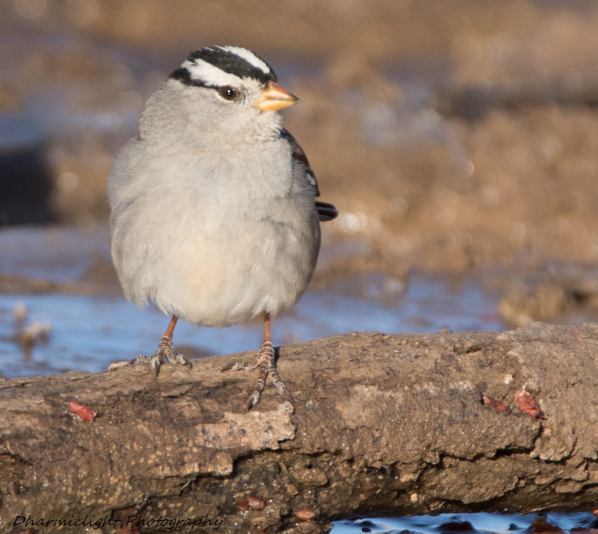 White-crowned Sparrow - Susan Nagi