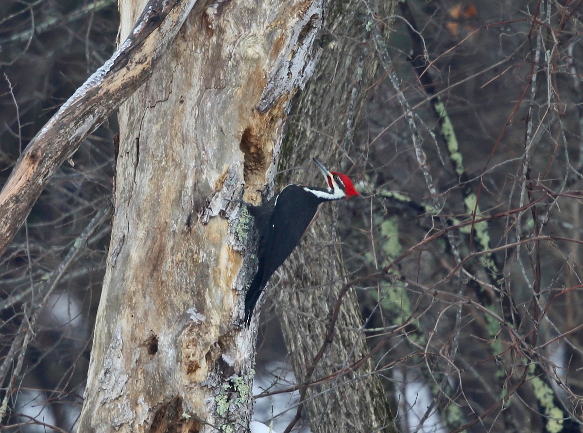Pileated Woodpecker - ML85560191