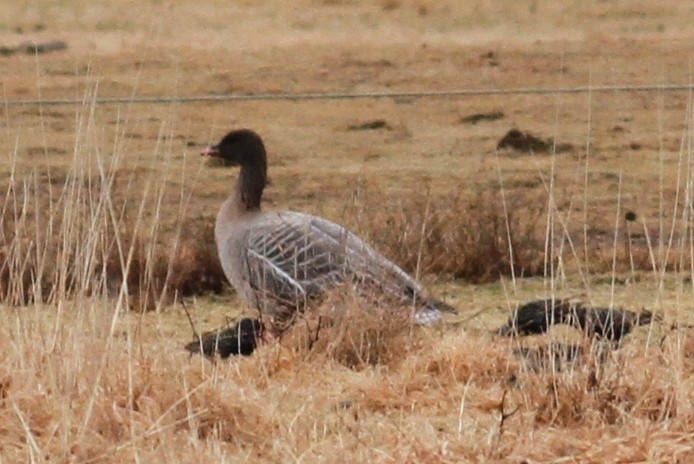 Pink-footed Goose - ML85561341