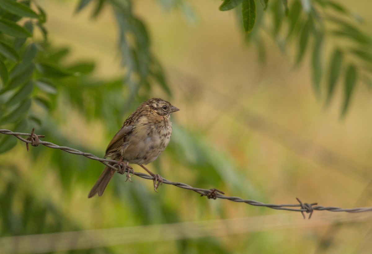 Rufous-collared Sparrow - ML85561531