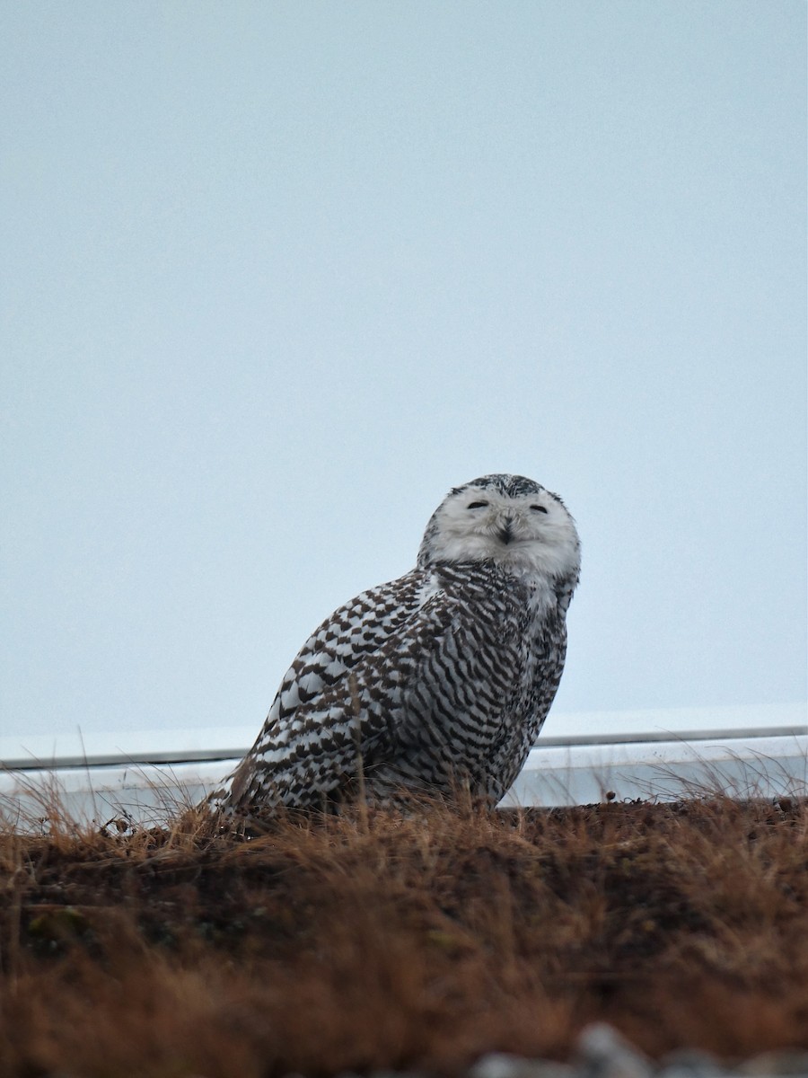 Snowy Owl - ML85565791