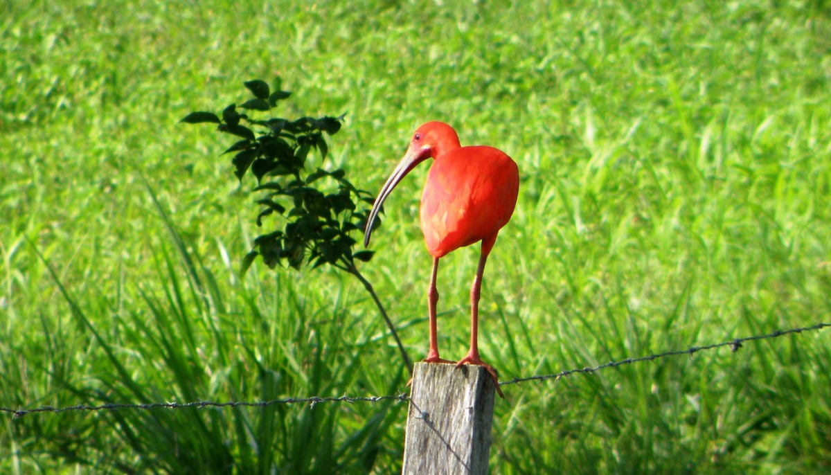ibis rudý - ML85567711