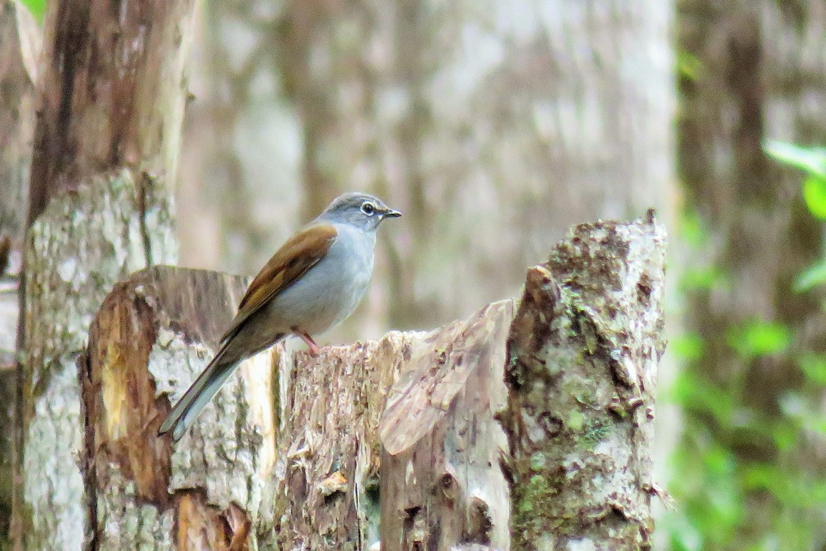 Brown-backed Solitaire - ML85571831