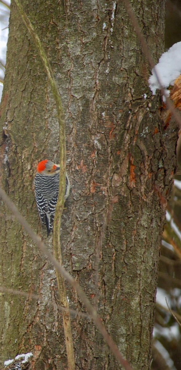 Red-bellied Woodpecker - ML85573011