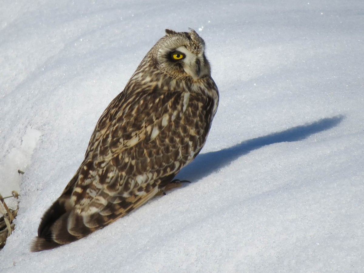 Short-eared Owl - ML85577181