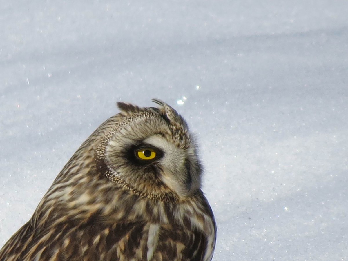 Short-eared Owl - ML85577201