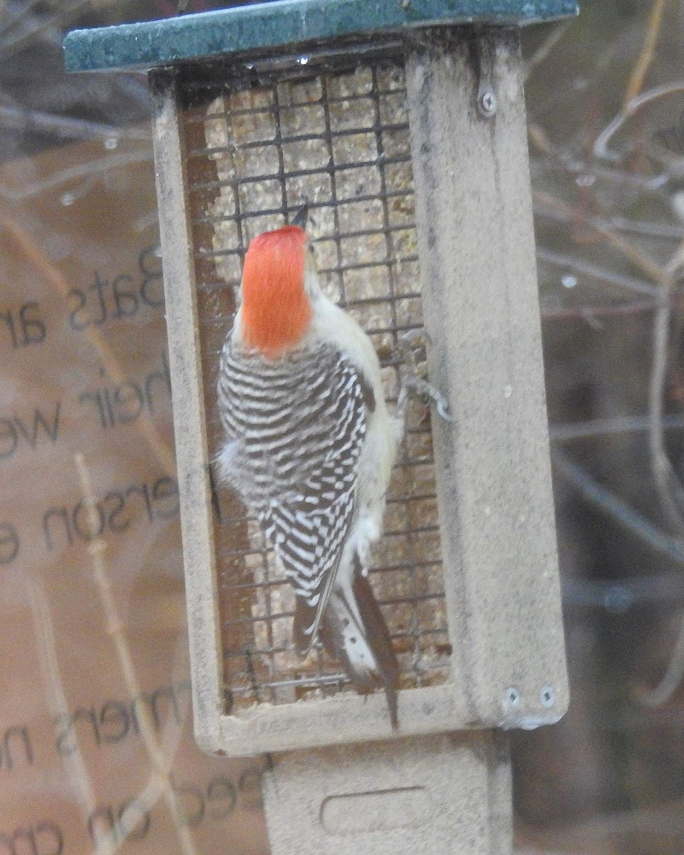 Red-bellied Woodpecker - Karen Zeleznik