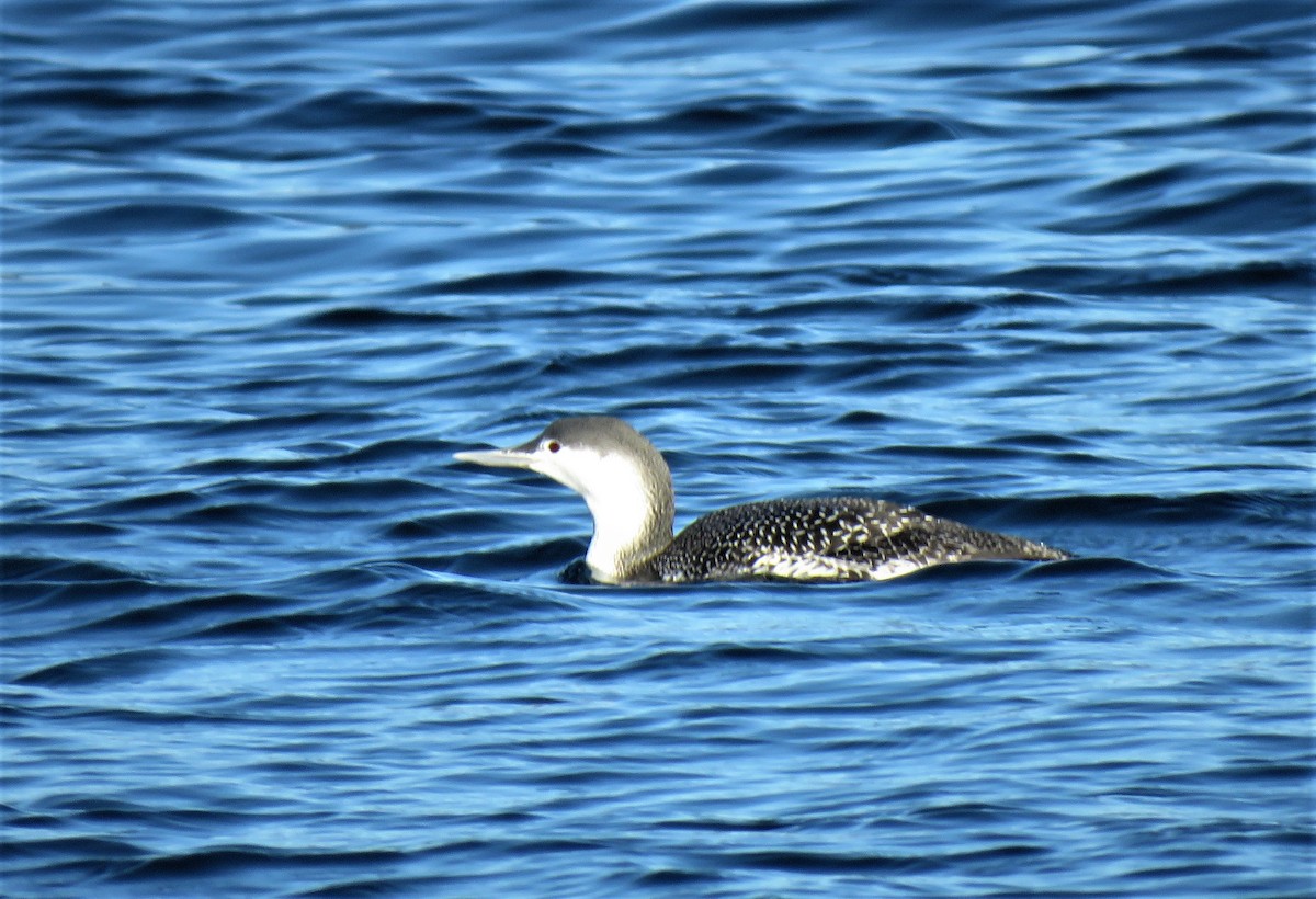 Red-throated Loon - ML85580421