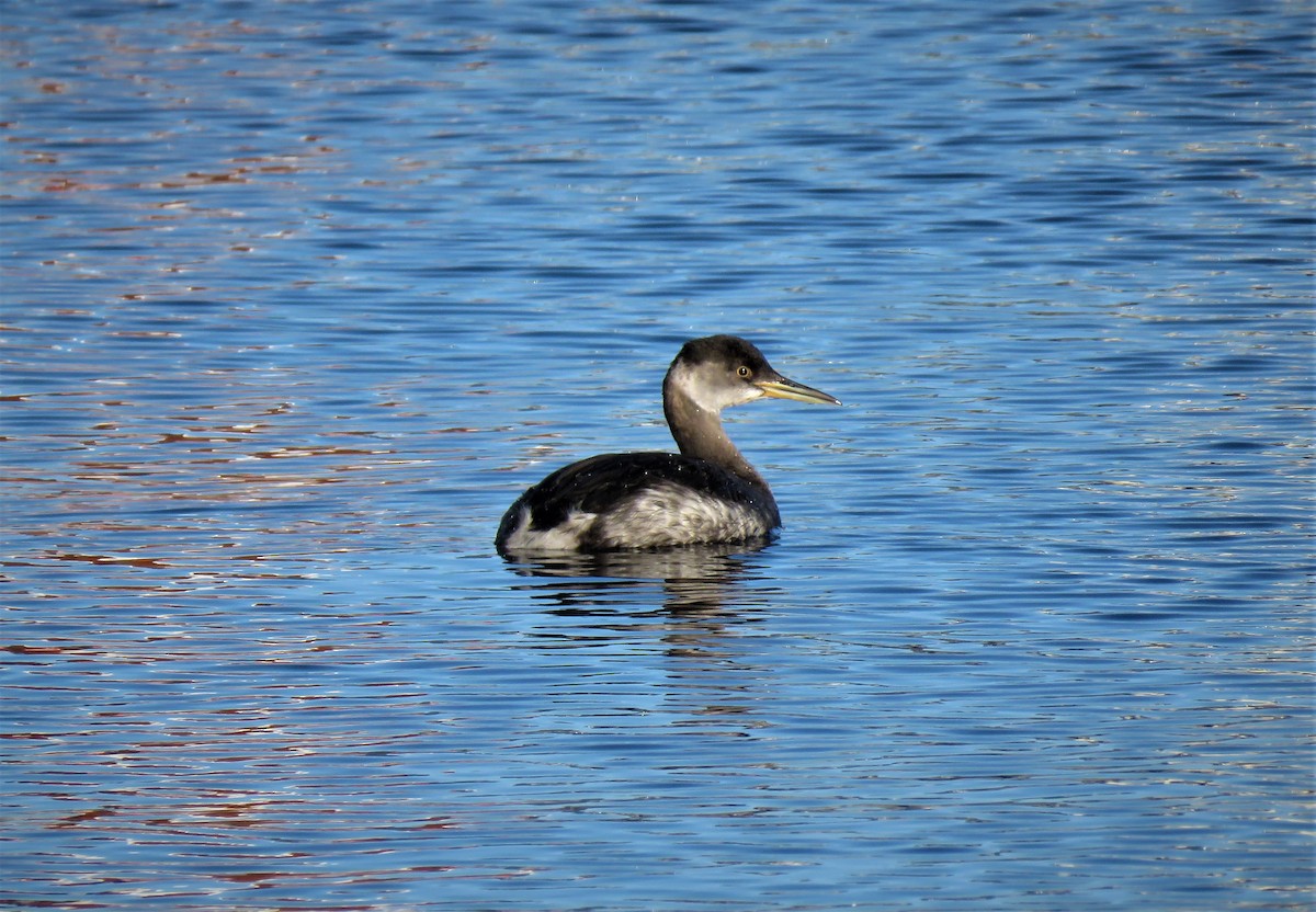 Red-necked Grebe - ML85581301