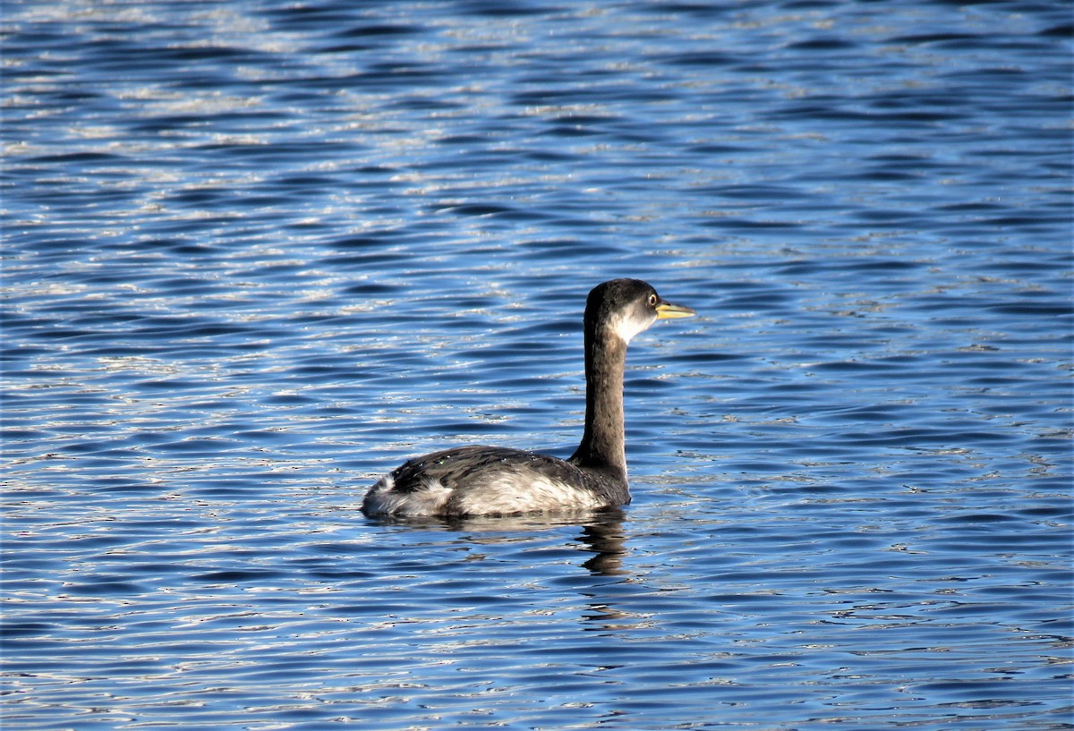 Red-necked Grebe - ML85581381