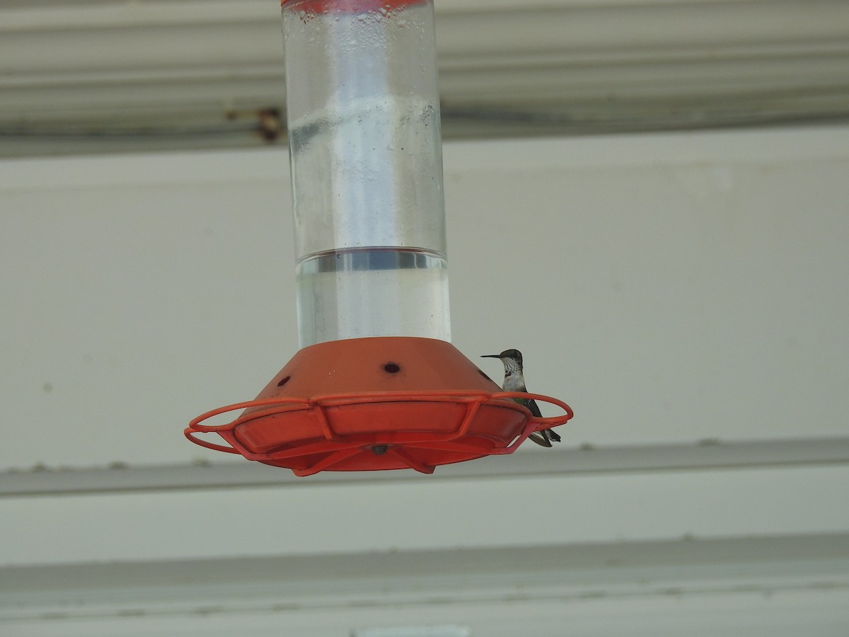 Ruby-throated Hummingbird - ML85581401