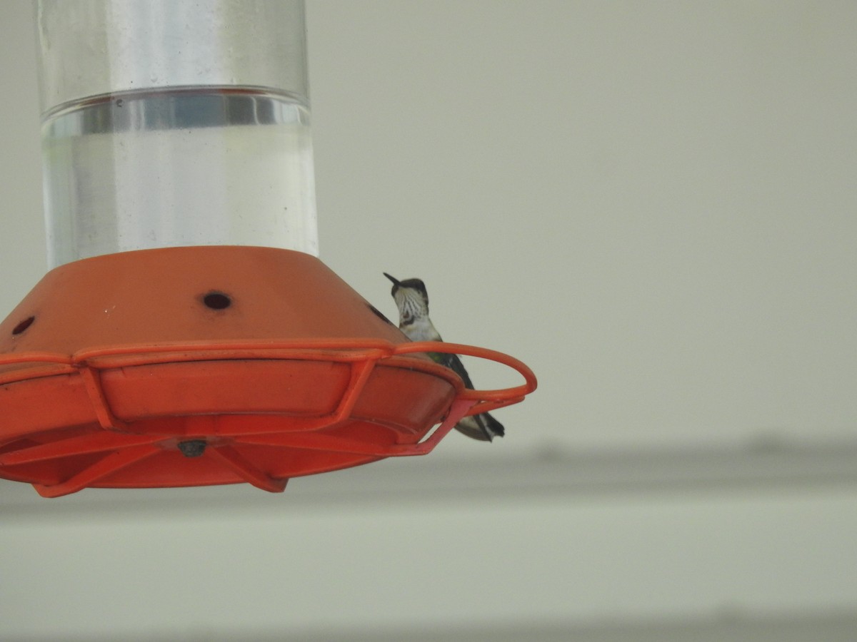 Ruby-throated Hummingbird - ML85581491