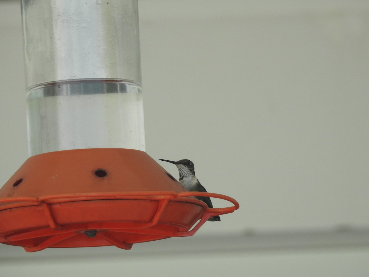 Ruby-throated Hummingbird - ML85581571