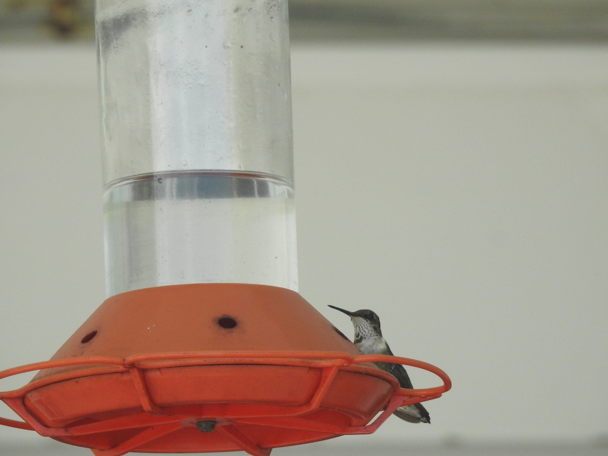 Ruby-throated Hummingbird - ML85581731