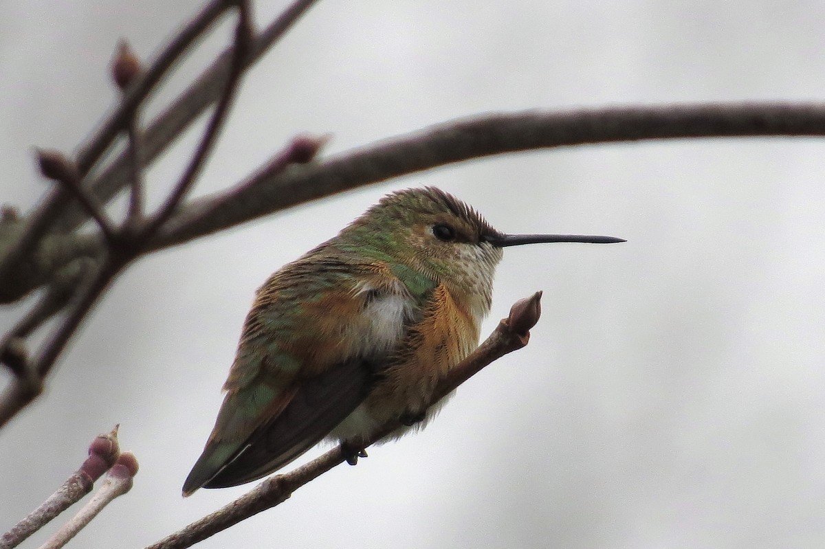 Rufous Hummingbird - Bennie Saylor