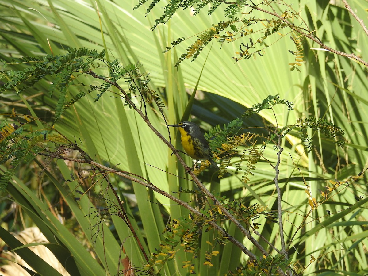 Bahama Warbler - elwood bracey