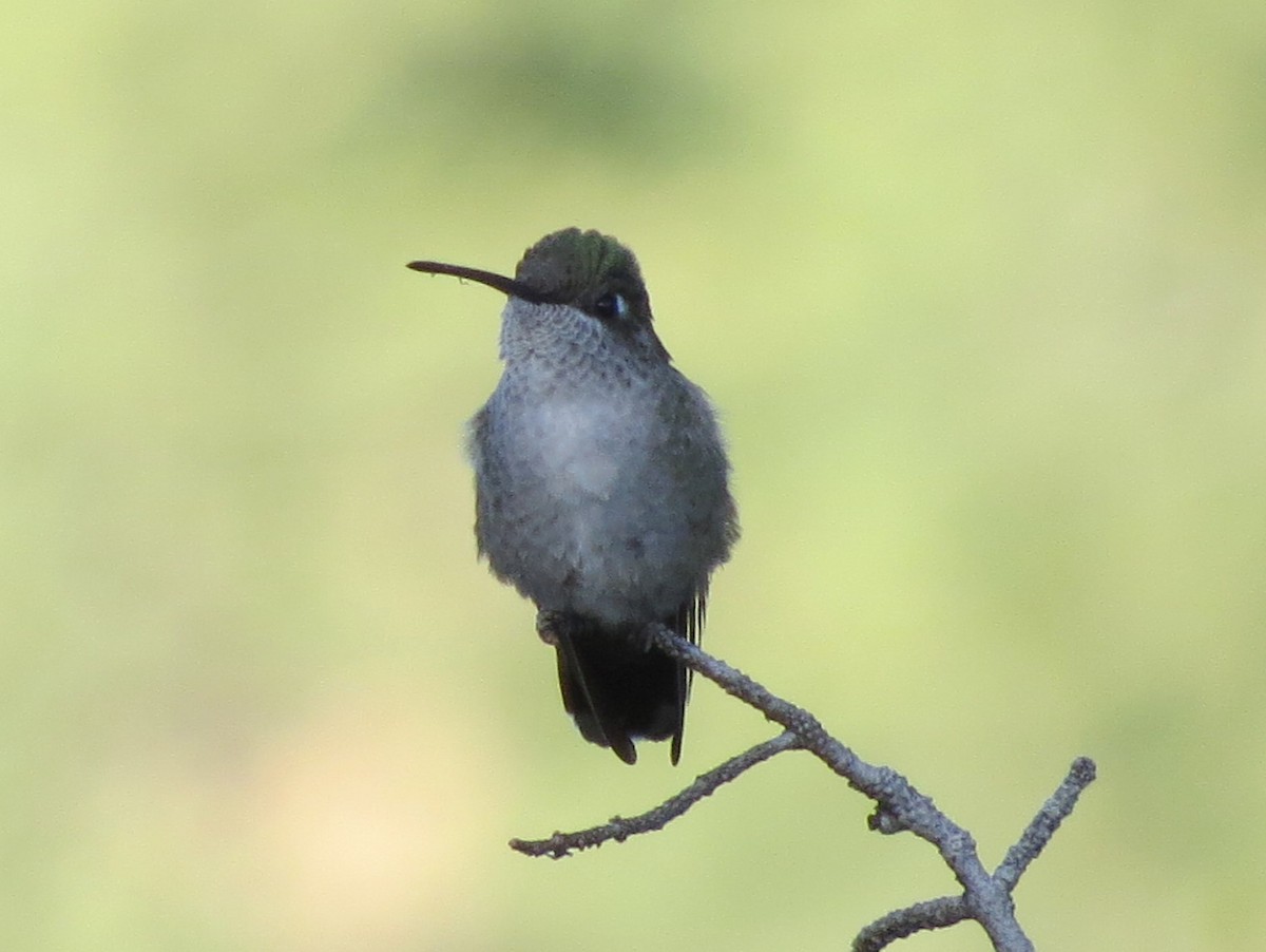 Rivoli's Hummingbird - ML85585931
