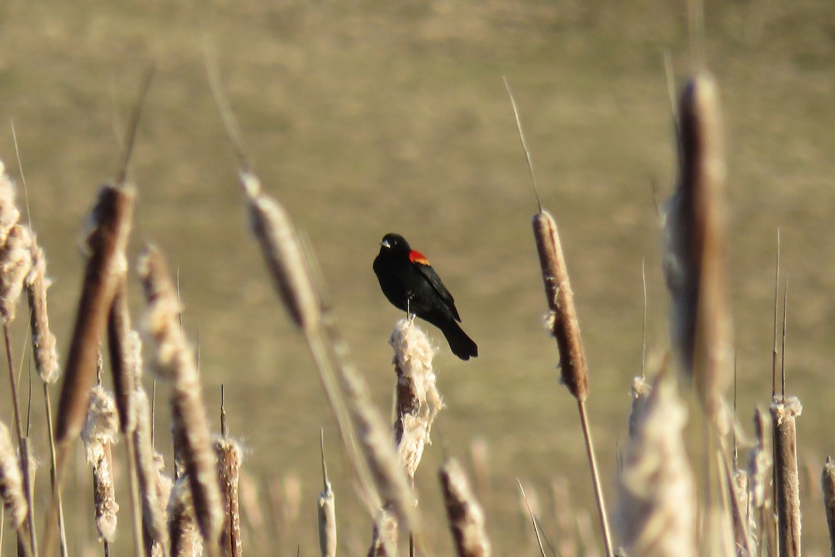 Red-winged Blackbird - ML85586971