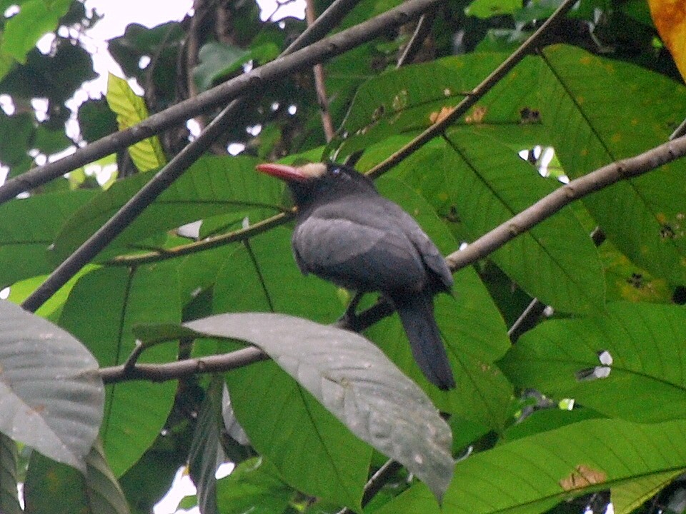 White-fronted Nunbird (Pale-winged) - ML85588031