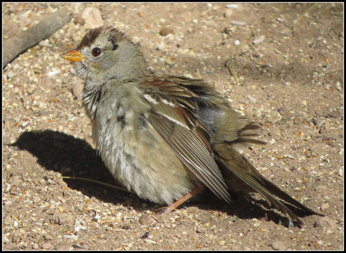 White-crowned Sparrow - Peter Gordon