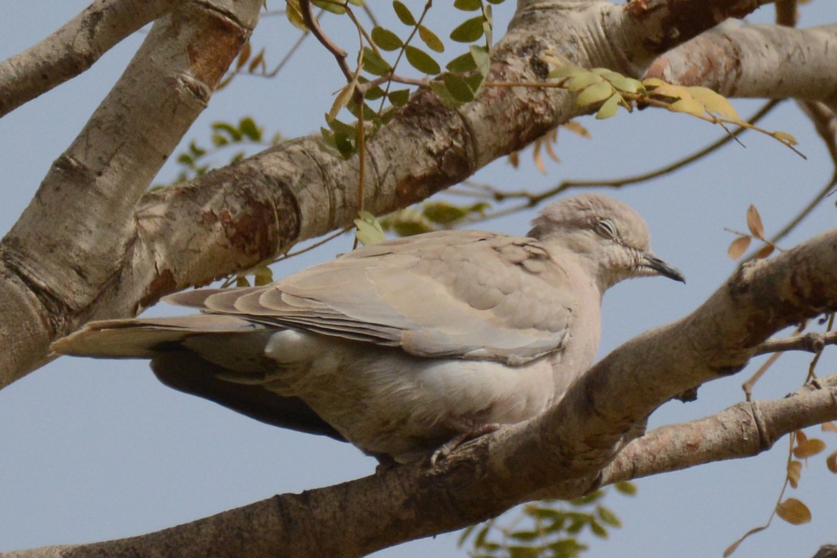 African Collared-Dove - Marie O'Neill