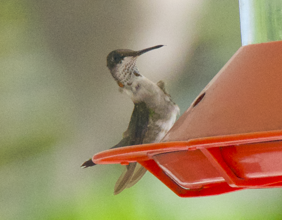 Ruby-throated Hummingbird - ML85595881