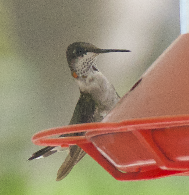 Ruby-throated Hummingbird - ML85595901