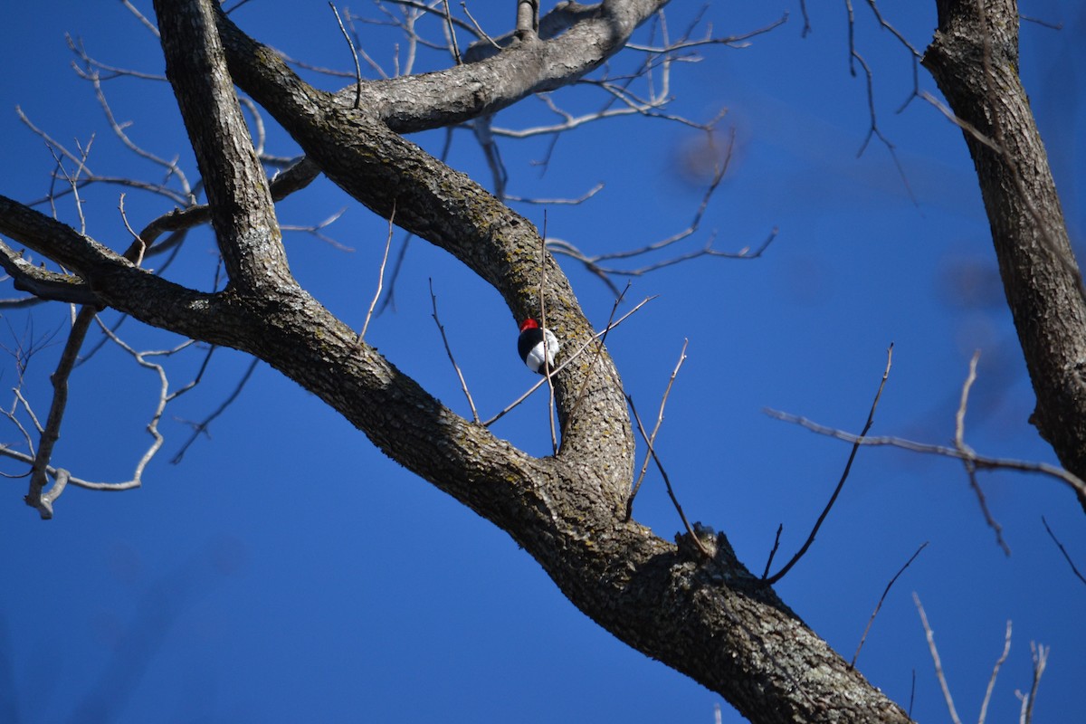 Red-headed Woodpecker - ML85595961