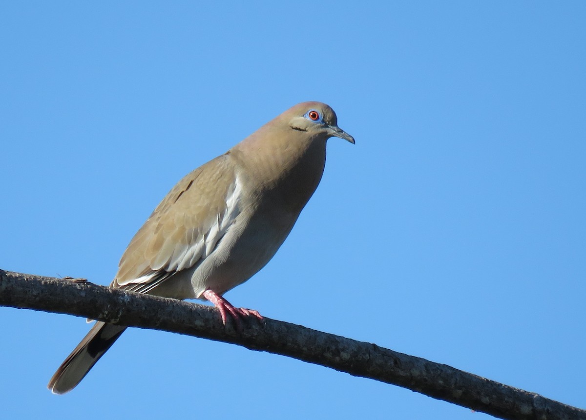 White-winged Dove - ML85597081
