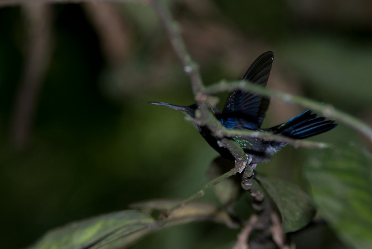 Crowned Woodnymph (Northern/Colombian Violet-crowned) - Stephen Davies