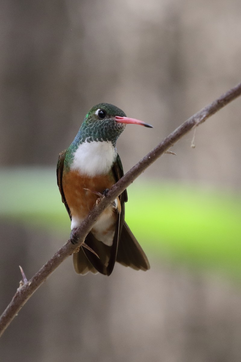 Amazilia Hummingbird - Douglas Faulder