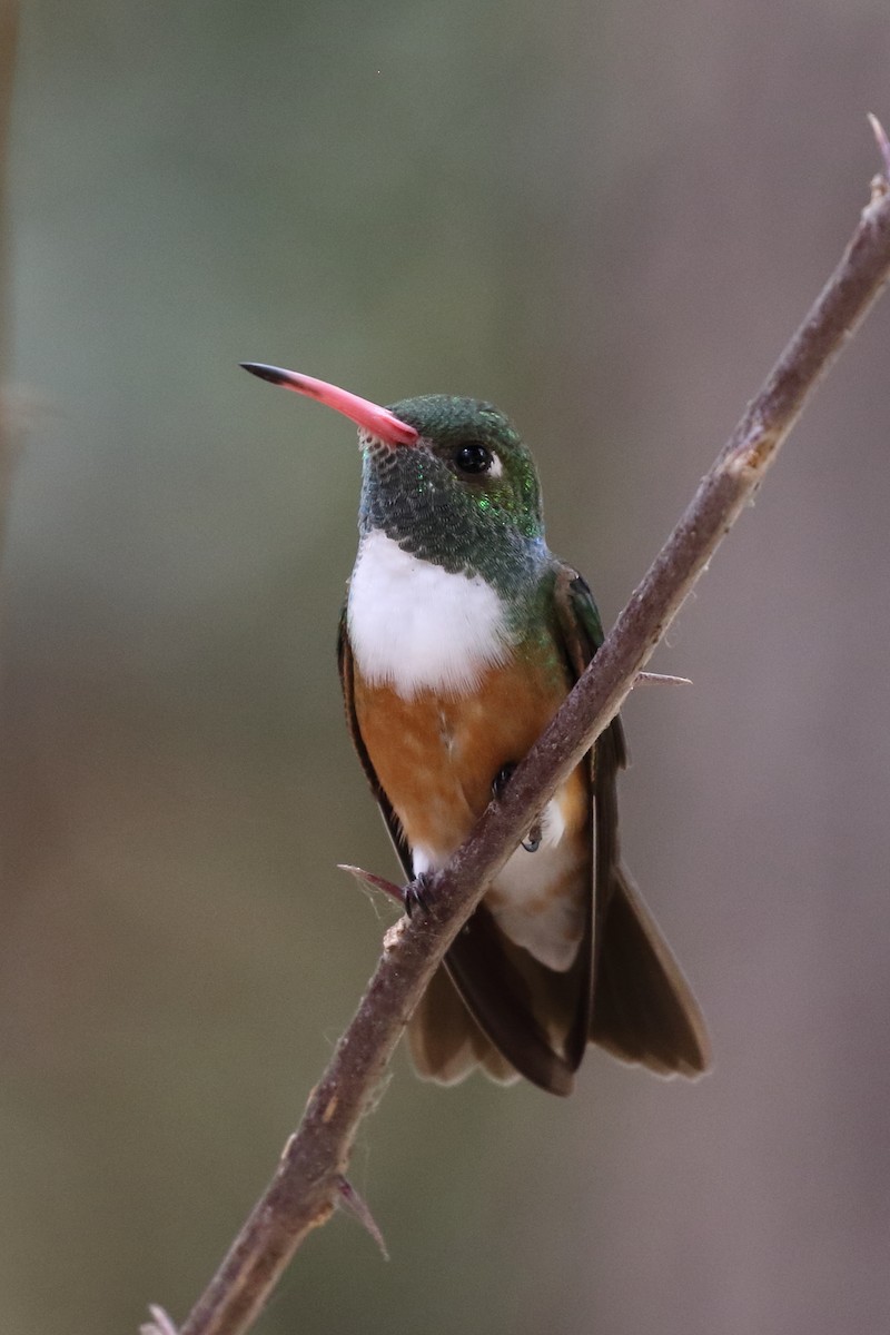 Amazilia Hummingbird - ML85599251