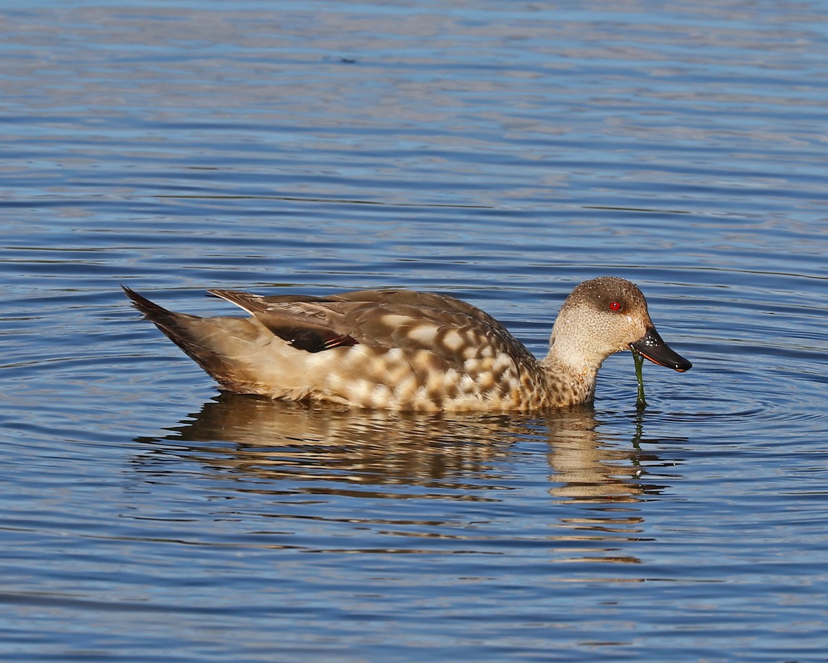 Crested Duck - ML85600581