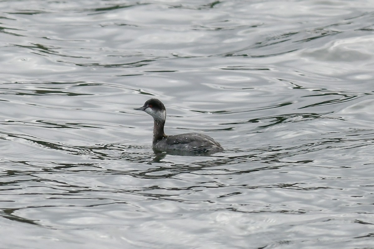 Eared Grebe - Mike Charest
